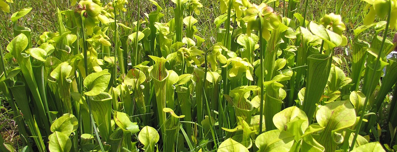 Una colonia silvestre de Sarracenia oreophila en flor en una turbera de montaña de Alabama