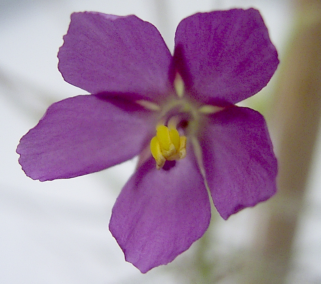 Byblis aquatica — de bloem