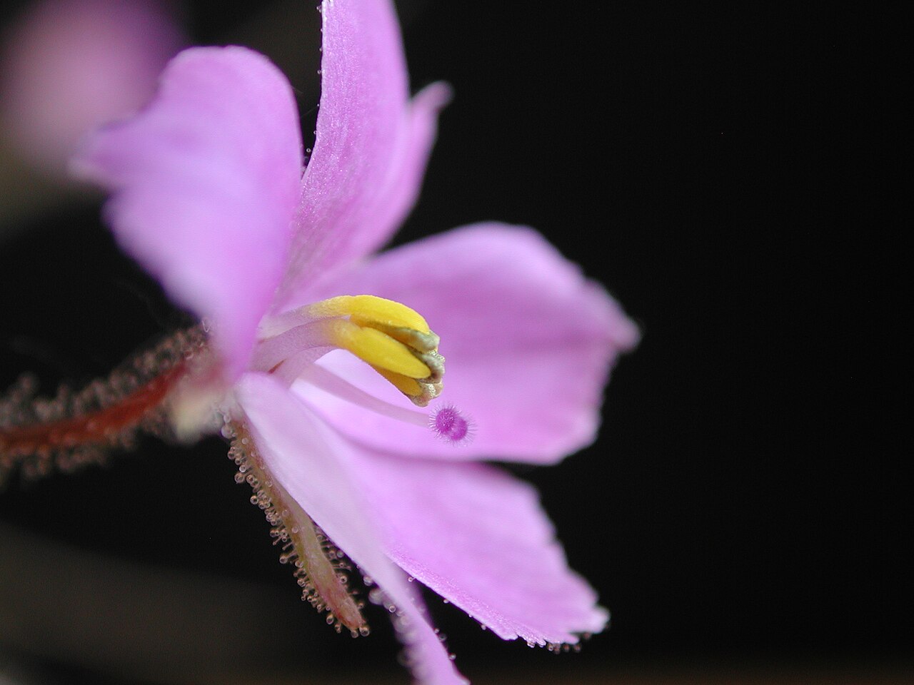Byblis filifolia — the flower