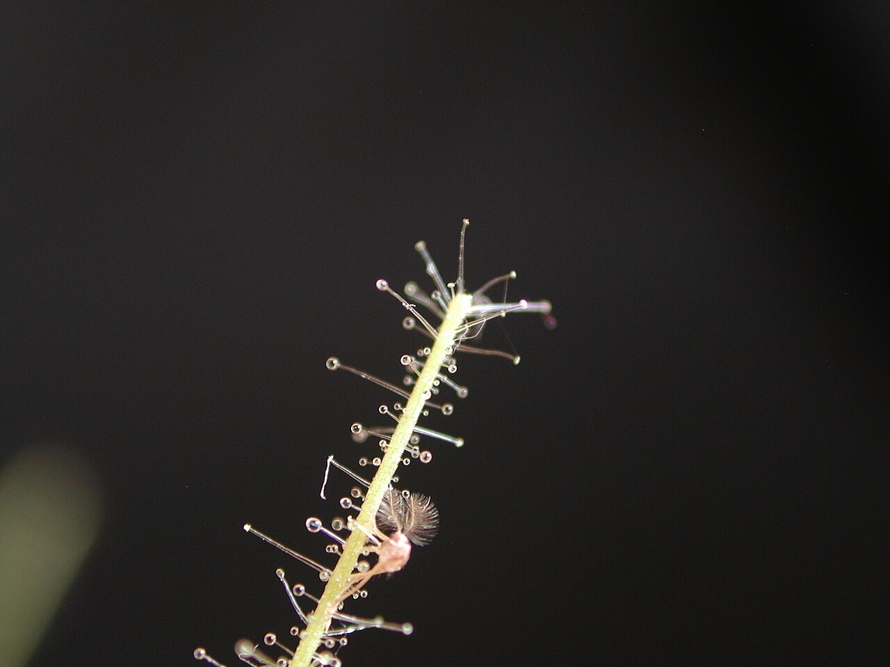 Byblis filifolia — the trap in close-up