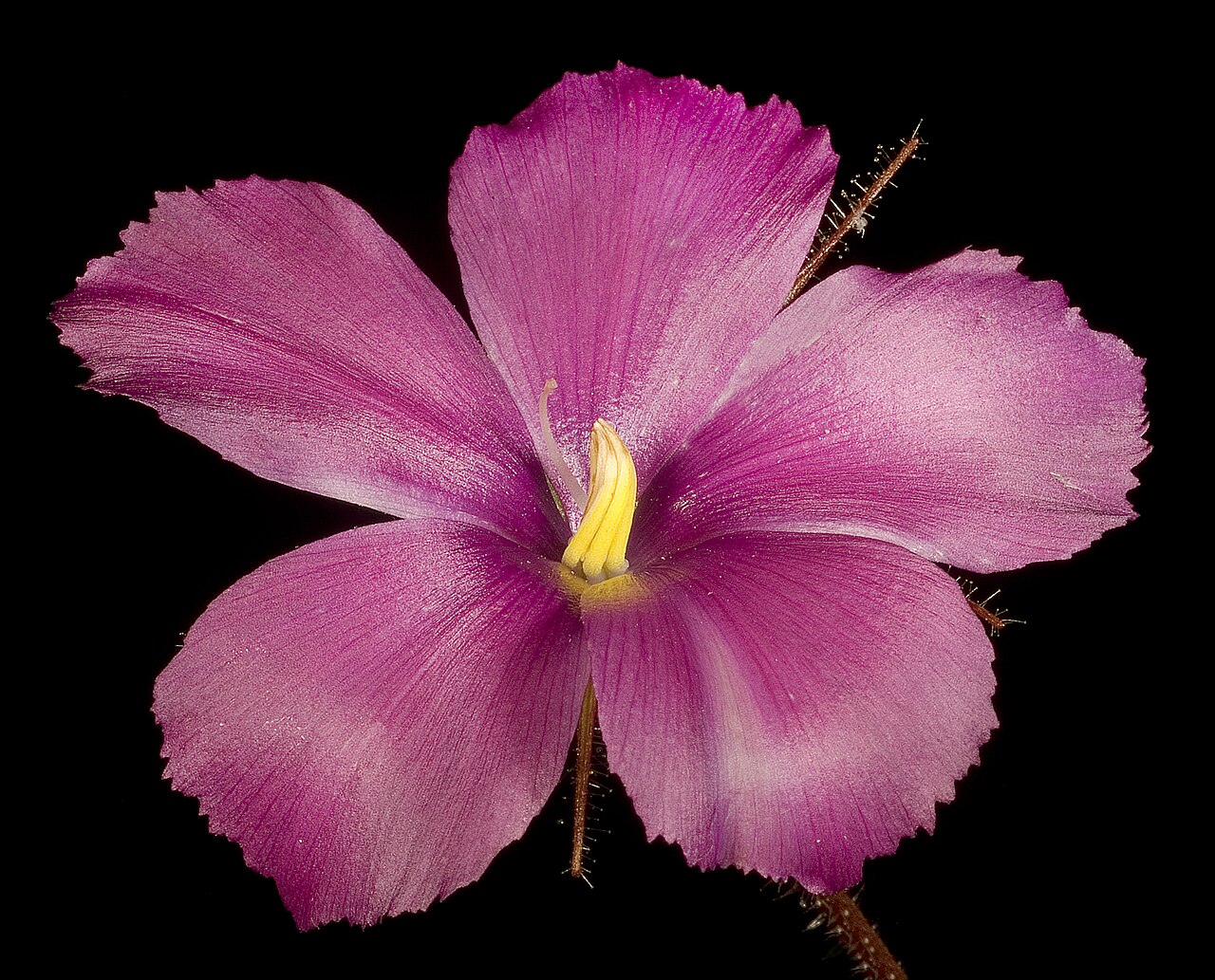 Byblis gigantea — the flower