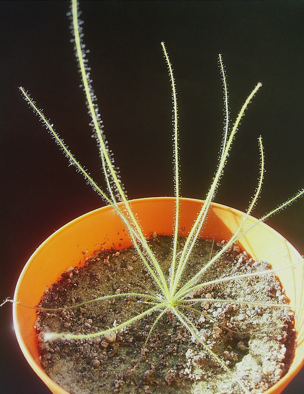 Byblis lamellata