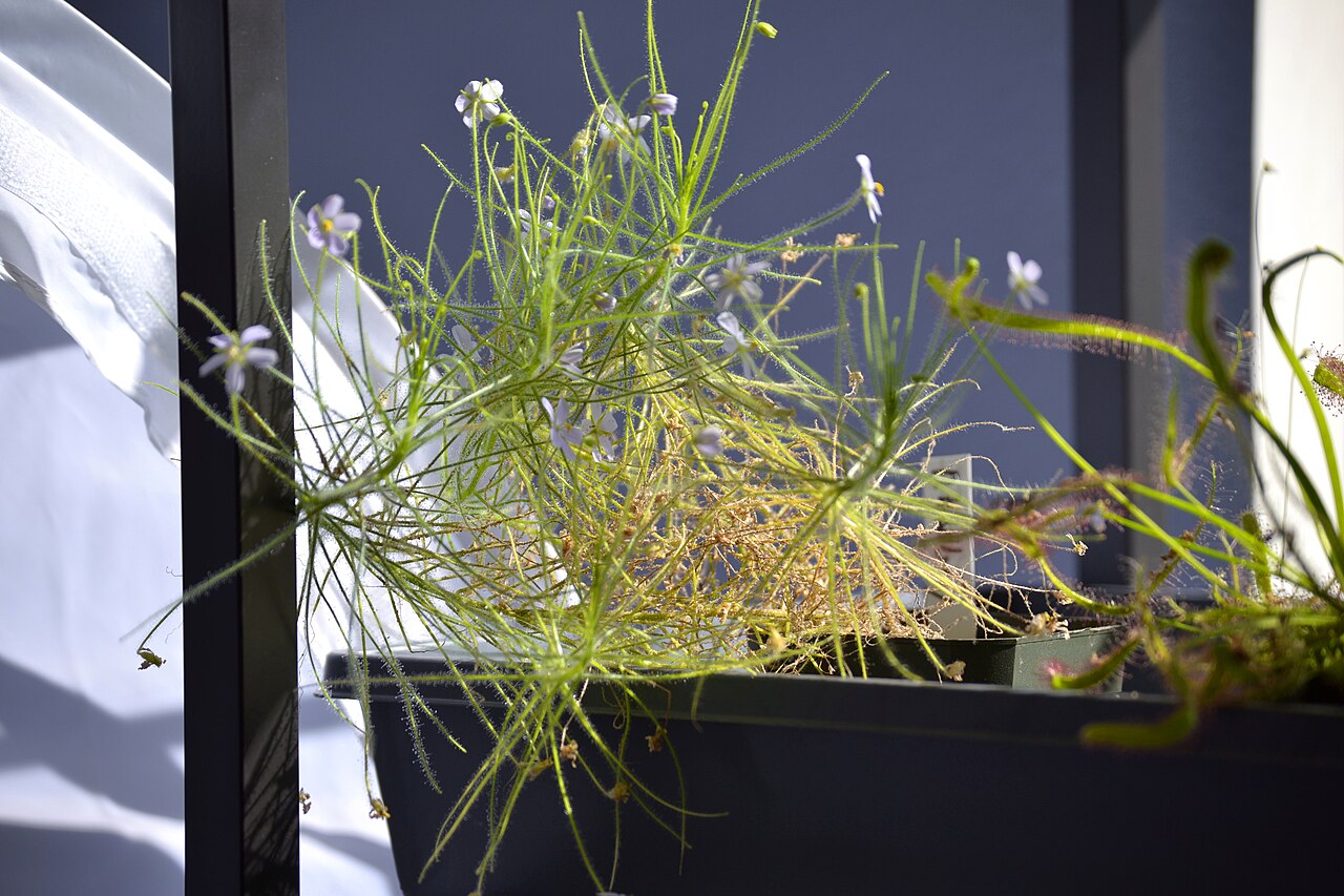 Byblis liniflora — la flor