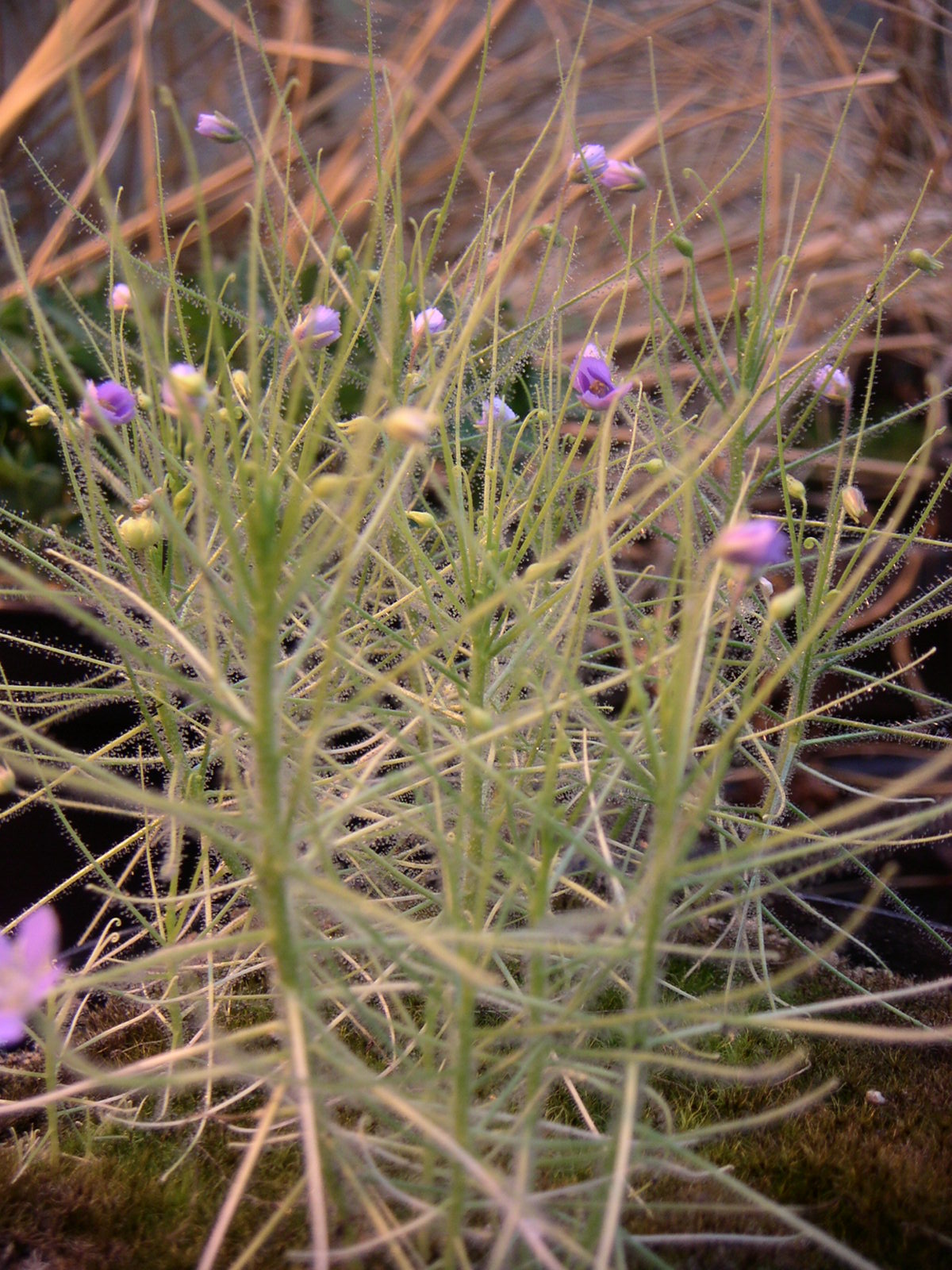 Byblis liniflora