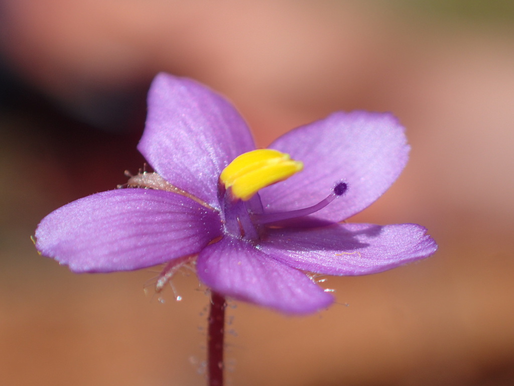 Byblis pilbarana