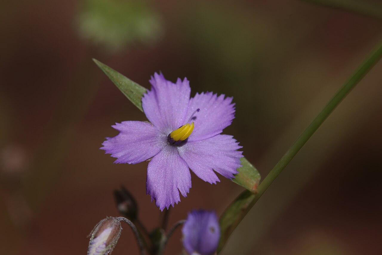 Byblis rorida — the flower