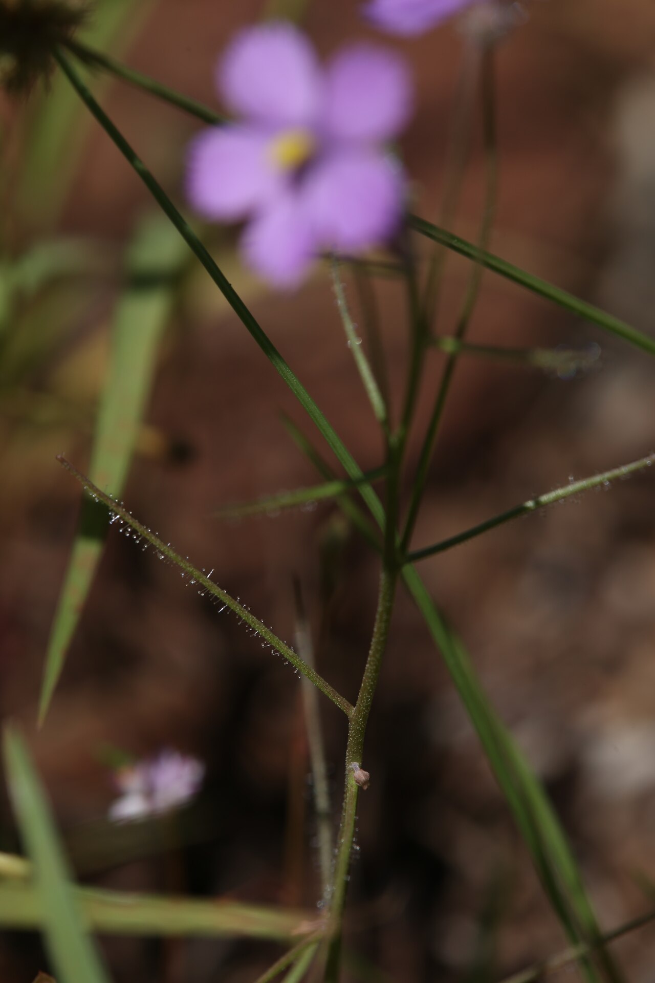 Byblis rorida — the habitat