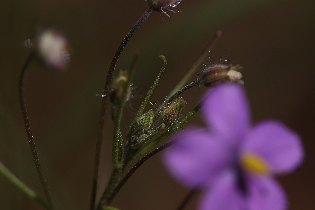 Byblis rorida — the trap in close-up