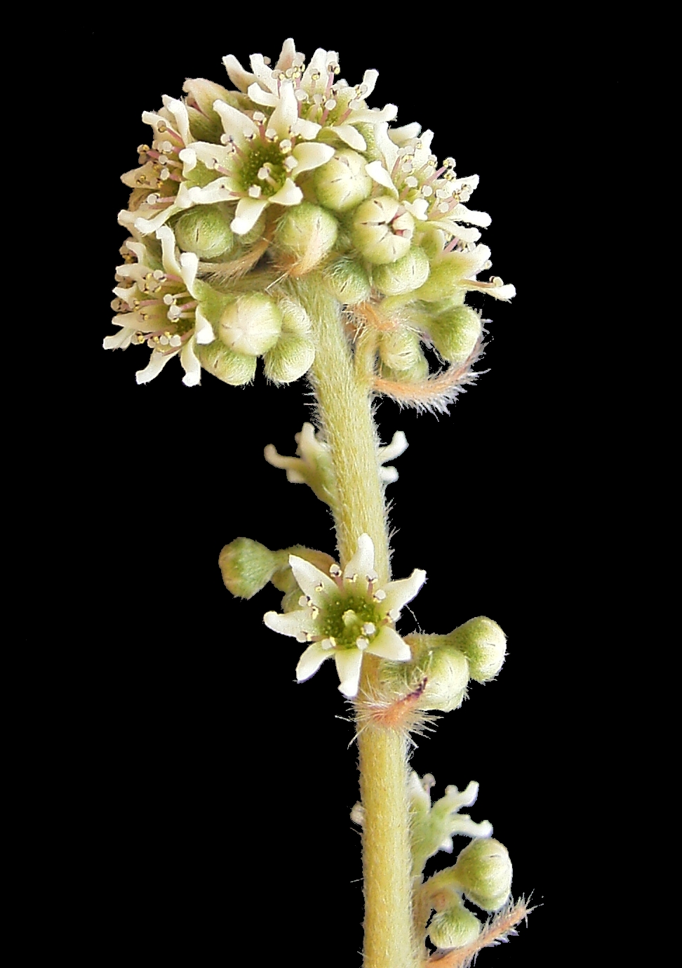 Cephalotus follicularis — the flower