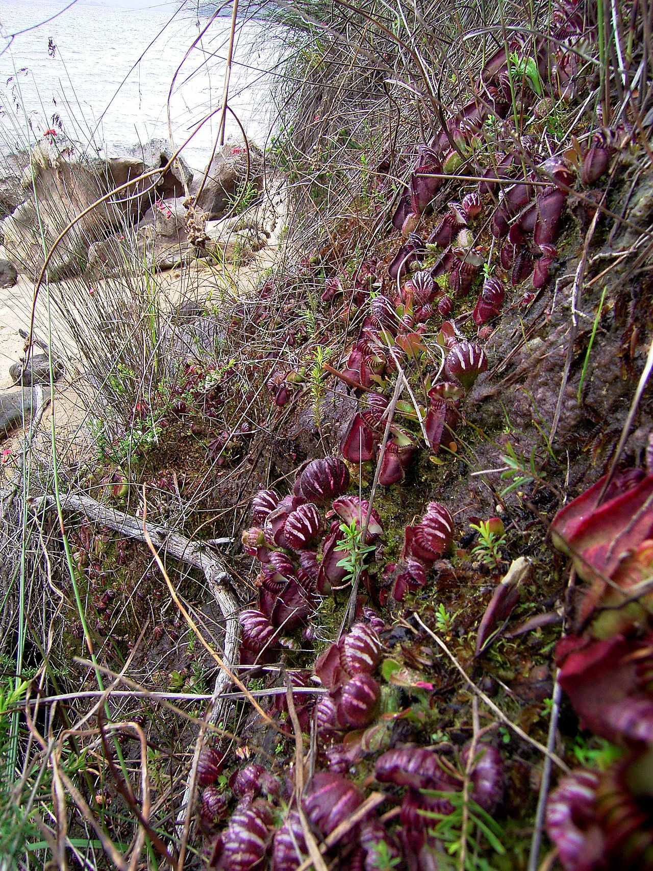 Cephalotus follicularis (Jarrito enano)