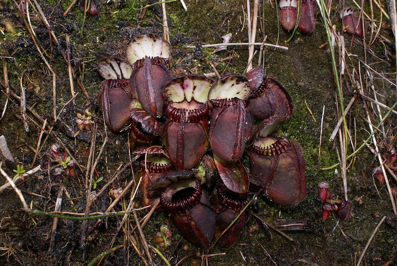 Cephalotus follicularis — the habitat