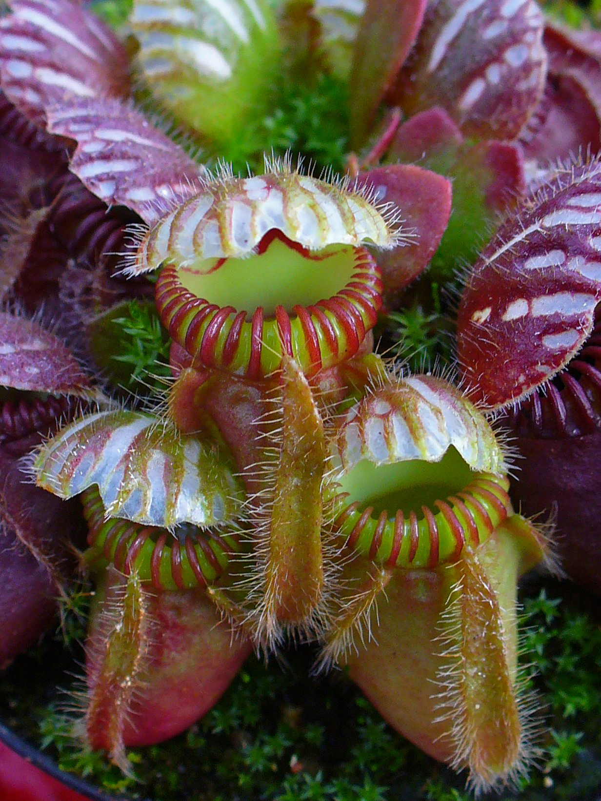 Cephalotus follicularis — the trap in close-up