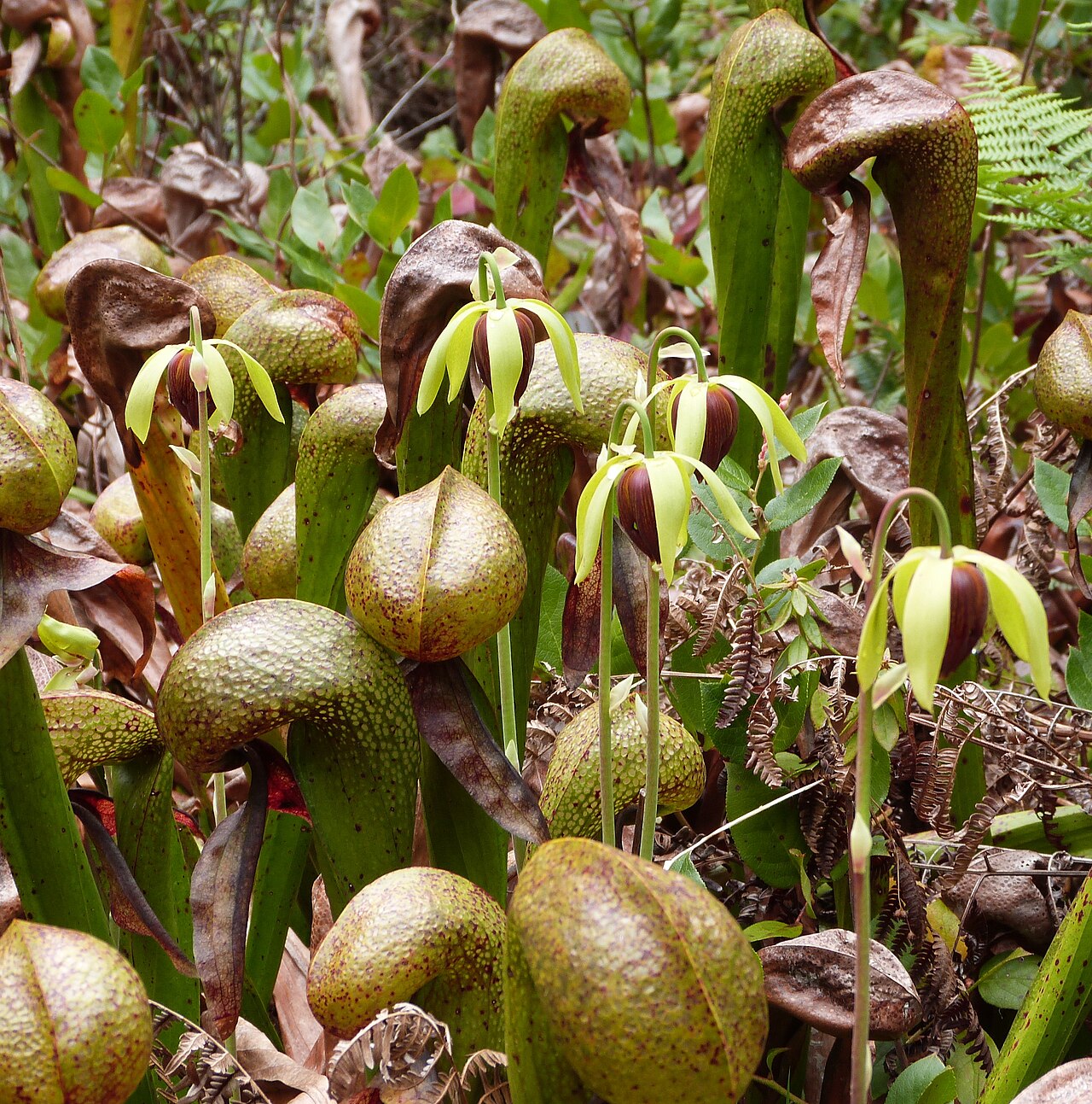 Darlingtonia californica — the habitat