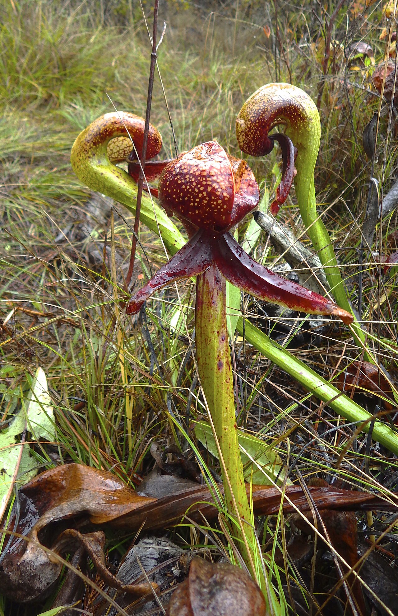 Darlingtonia californica — the trap in close-up