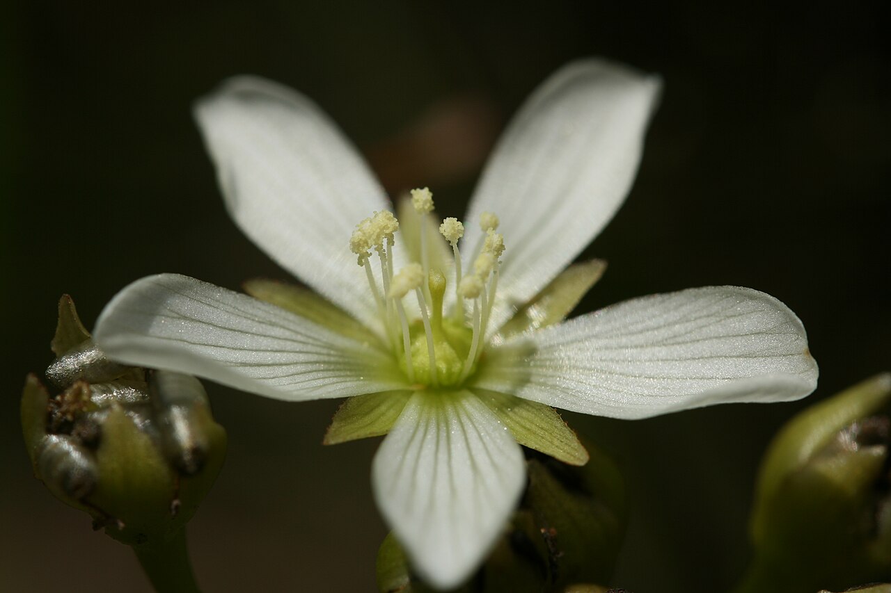 Dionaea muscipula — de bloem