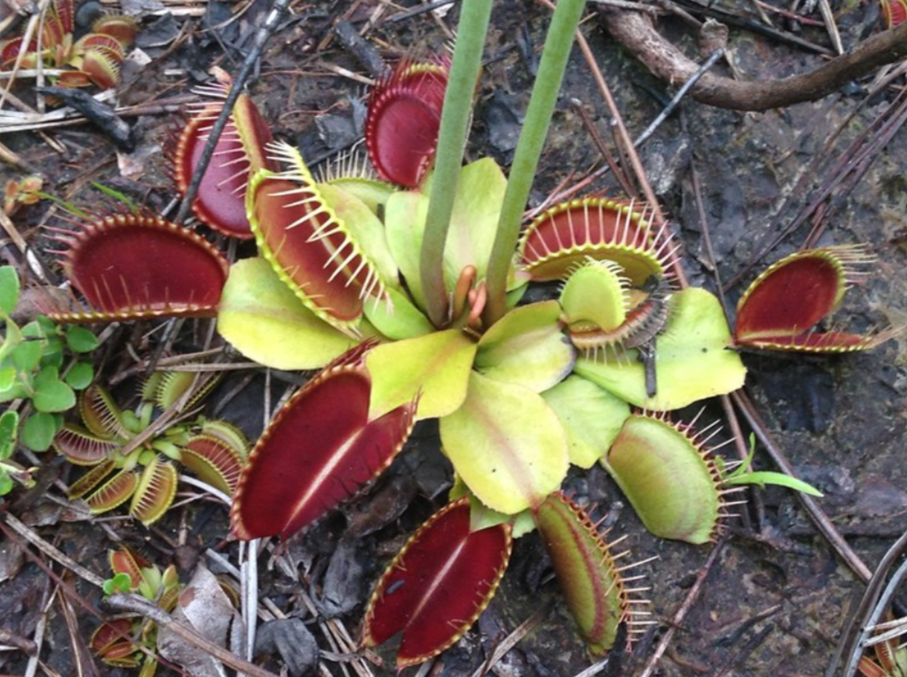 Dionaea muscipula — de standplaats