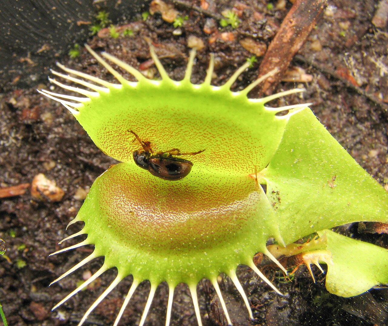 Dionaea muscipula — de val van dichtbij
