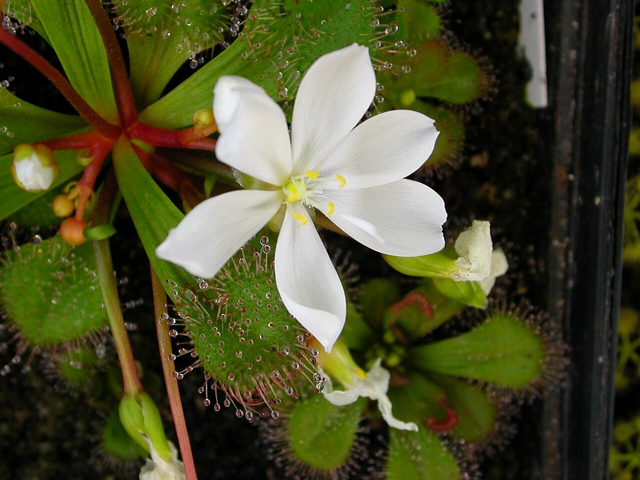Drosera aberrans — de bloem