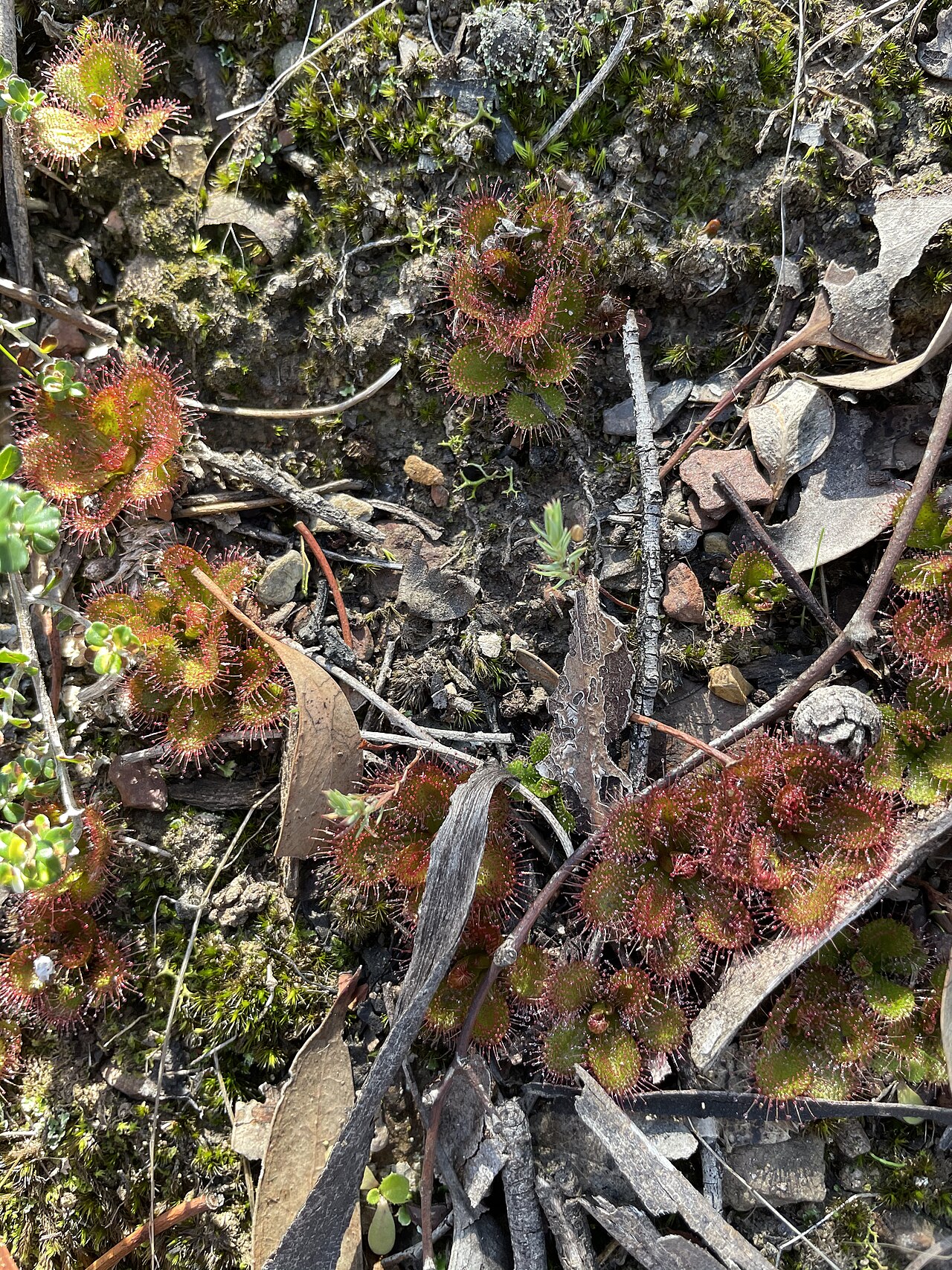 Drosera aberrans