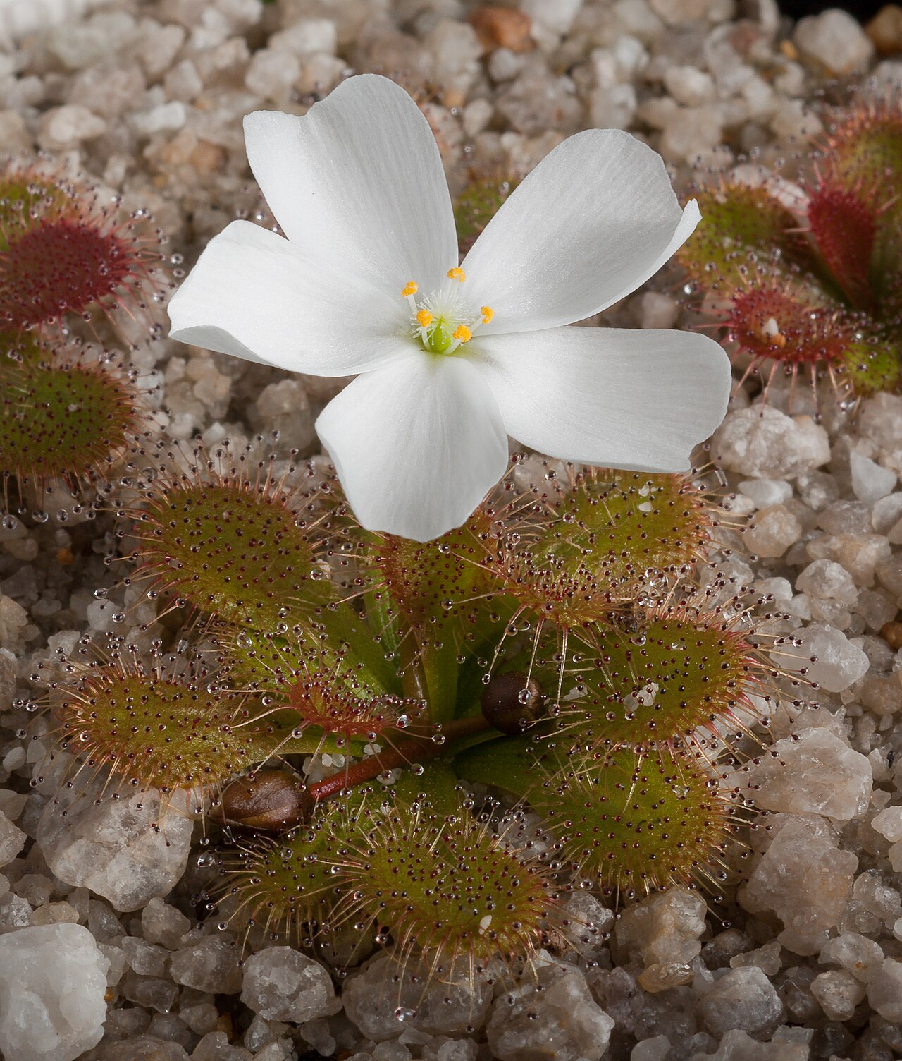 Drosera aberrans — de val van dichtbij