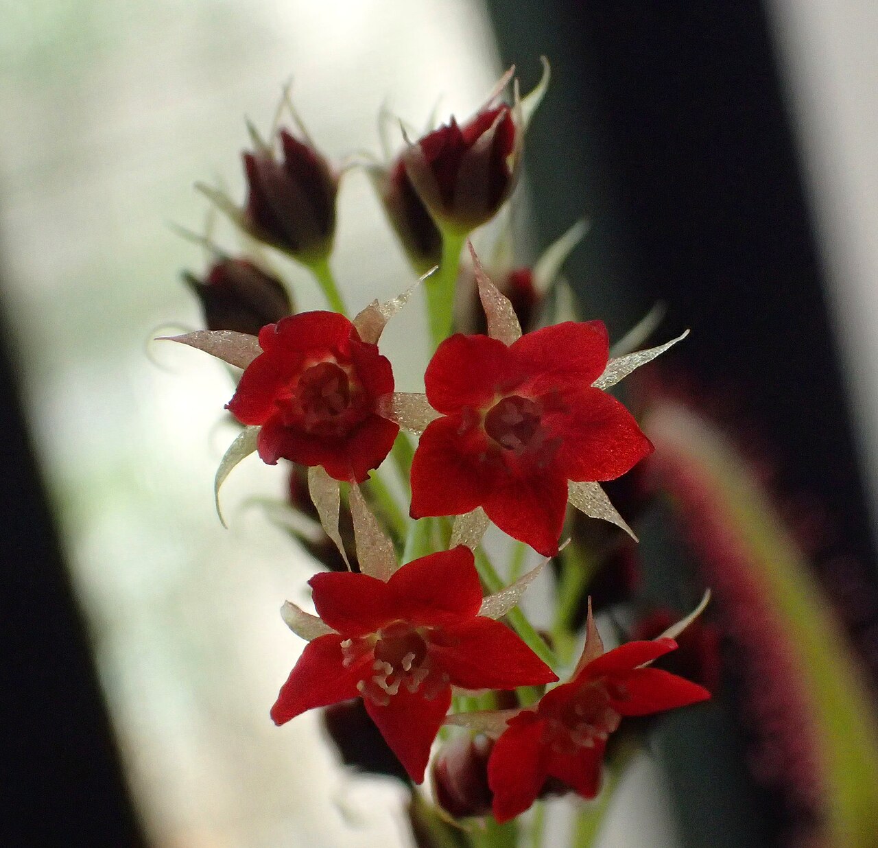 Drosera adelae — la flor