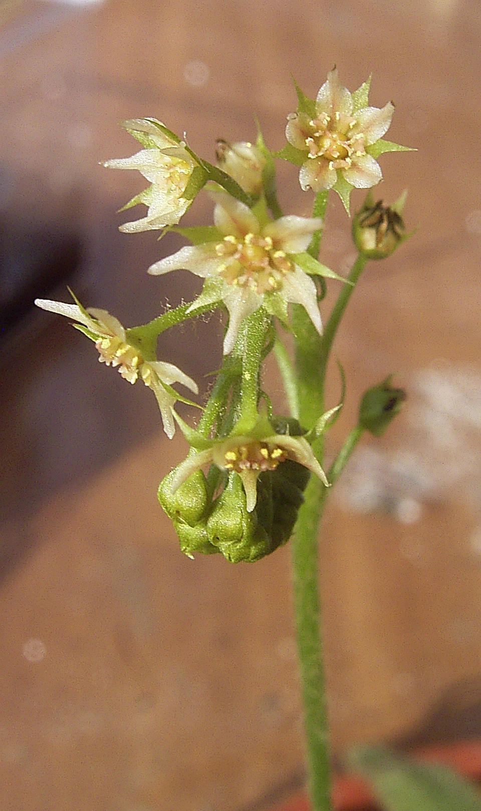 Drosera adelae