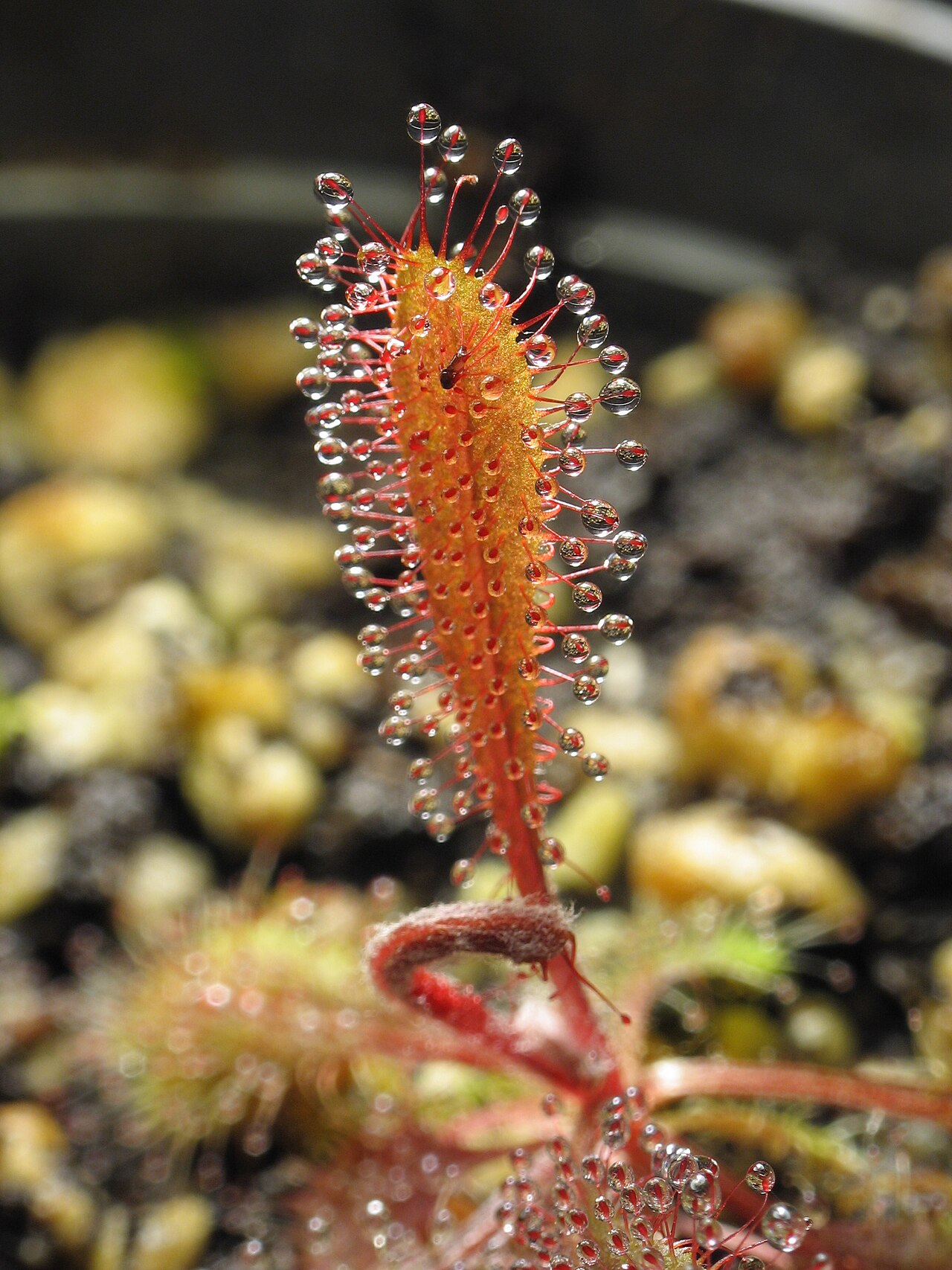 Drosera adelae — la trampa de cerca