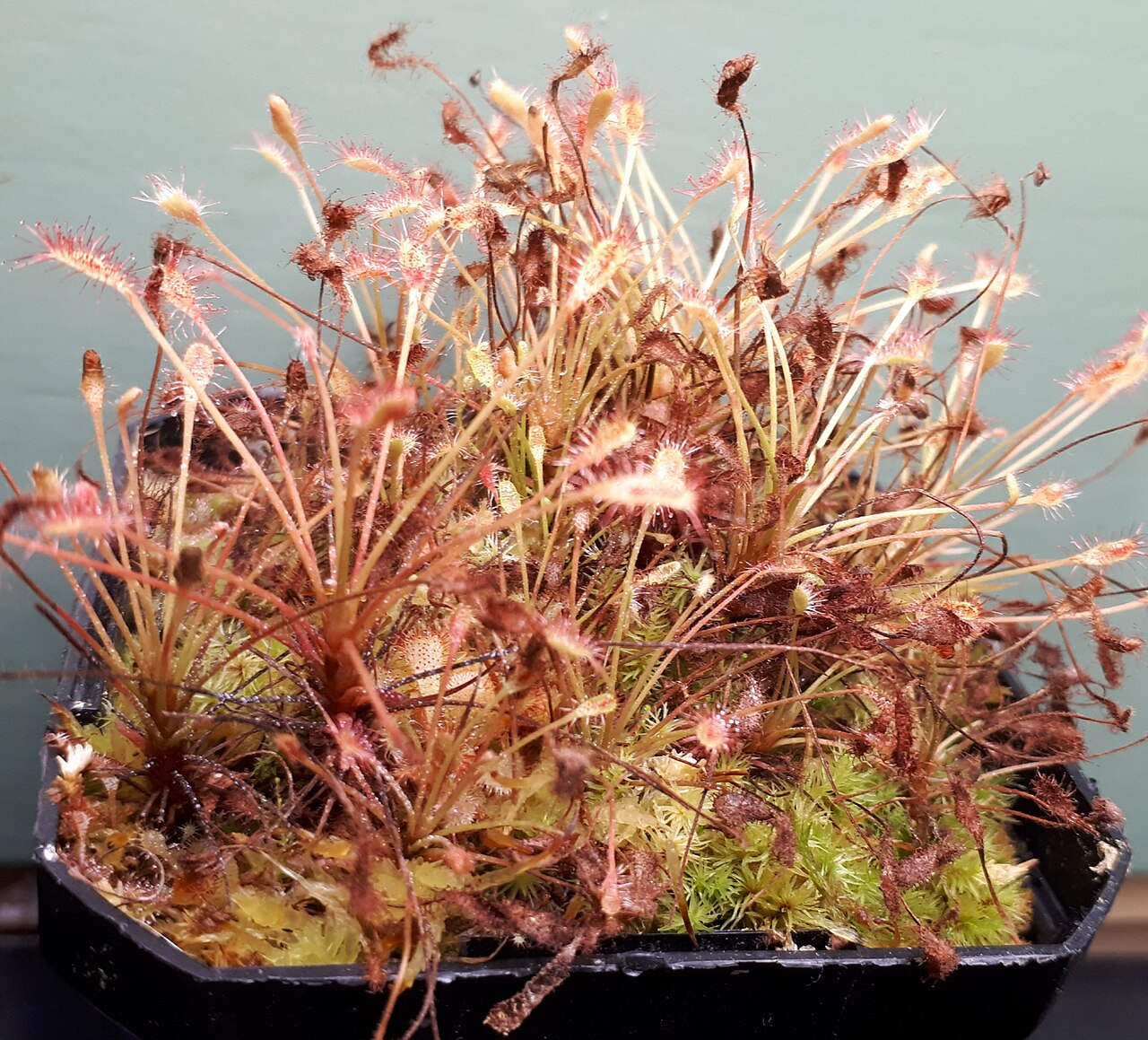 Drosera affinis