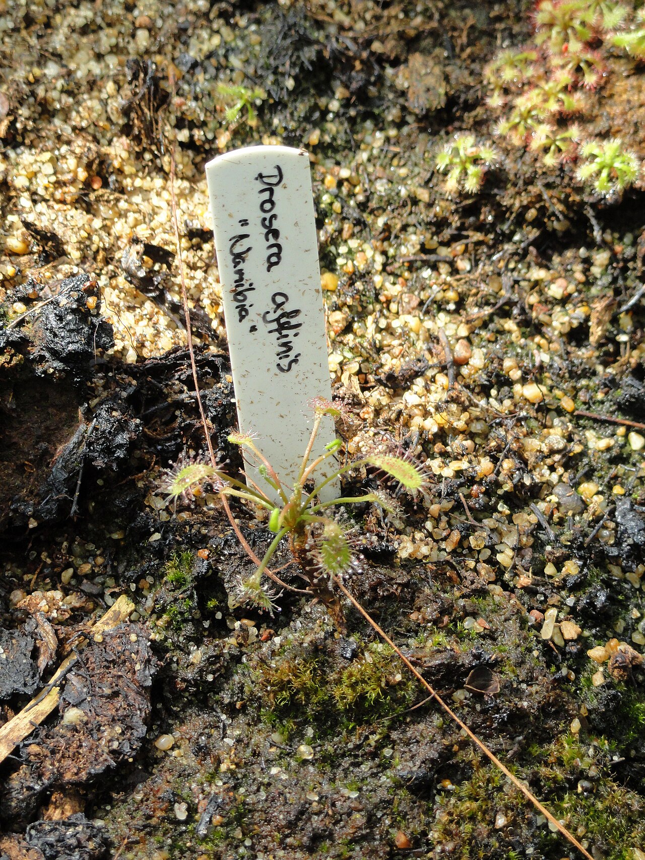 Drosera affinis — de val van dichtbij