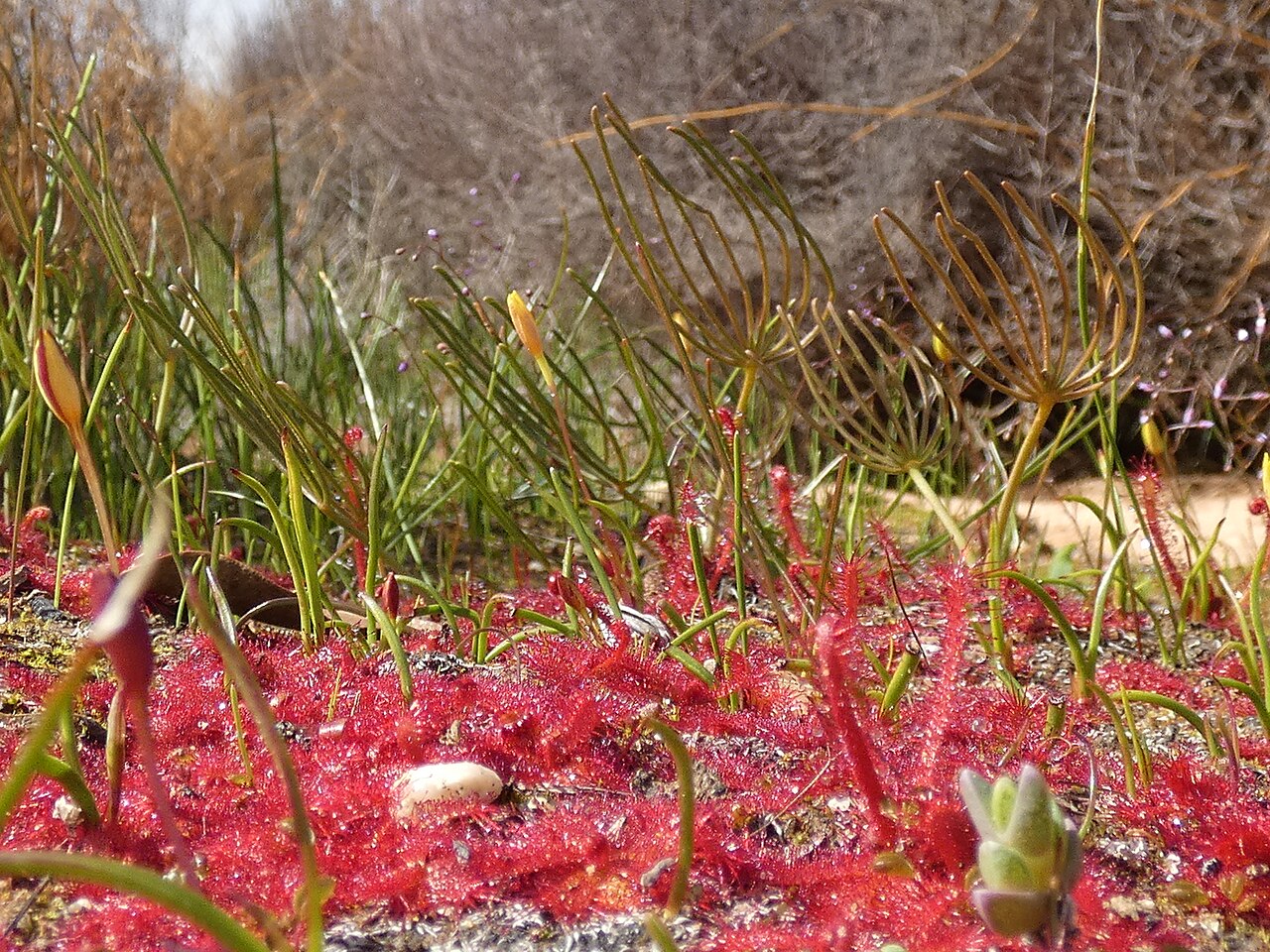 Drosera alba — de standplaats