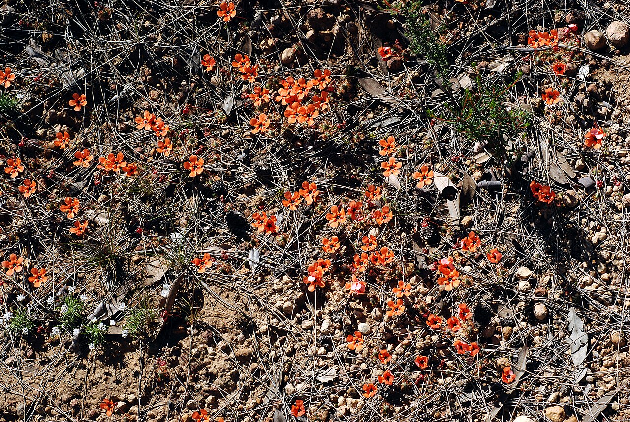 Drosera albonotata
