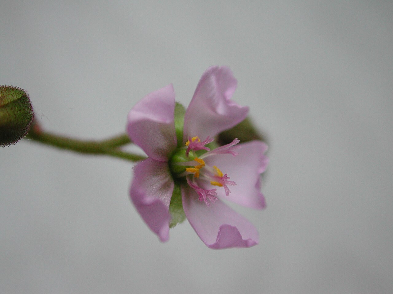 Drosera aliciae — de bloem