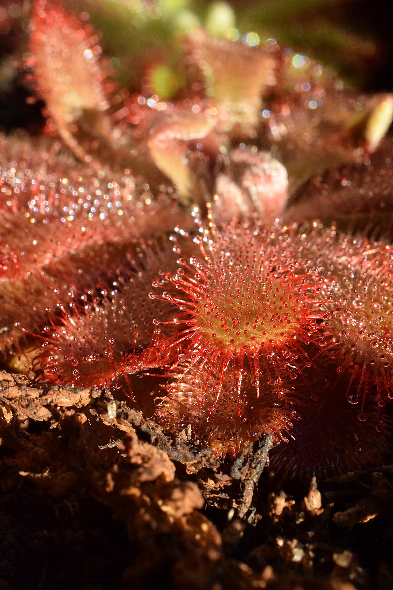 Drosera aliciae