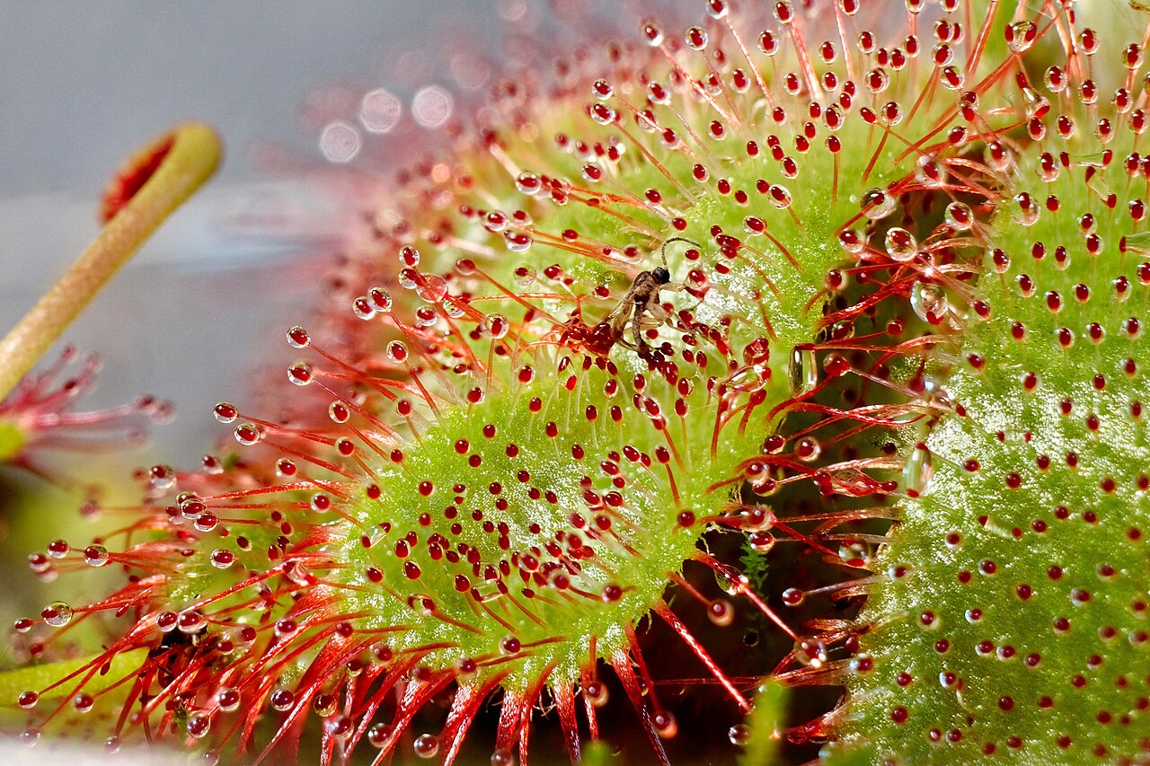 Drosera aliciae — de val van dichtbij