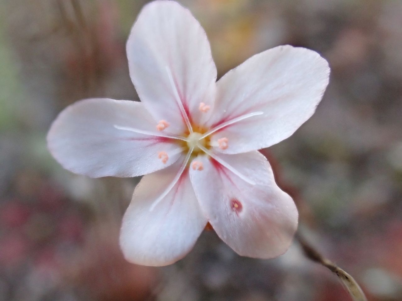 Drosera androsacea