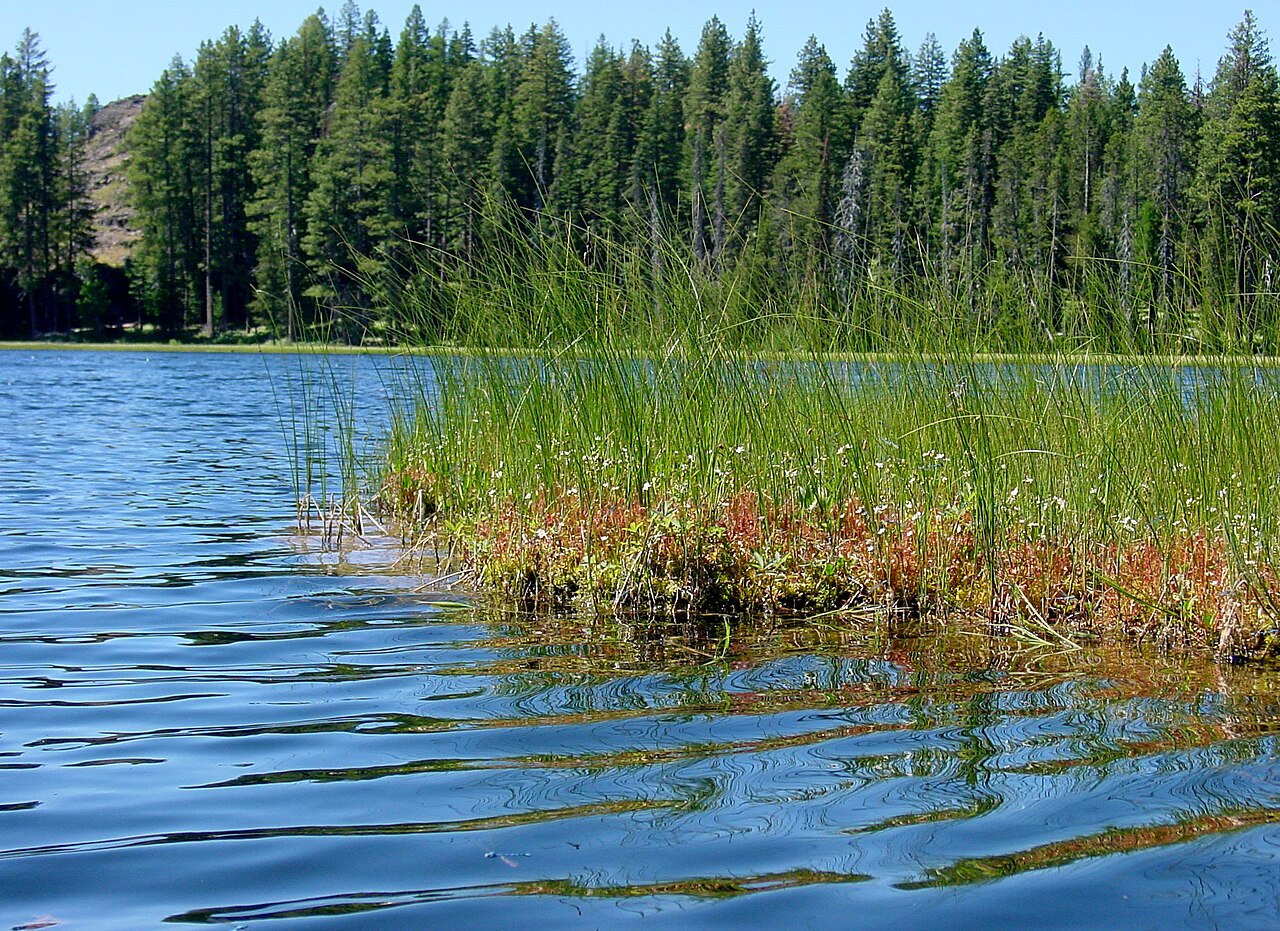 Drosera anglica — de standplaats