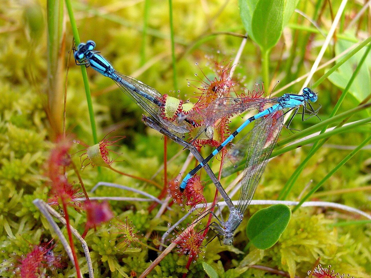 Drosera anglica — de val van dichtbij