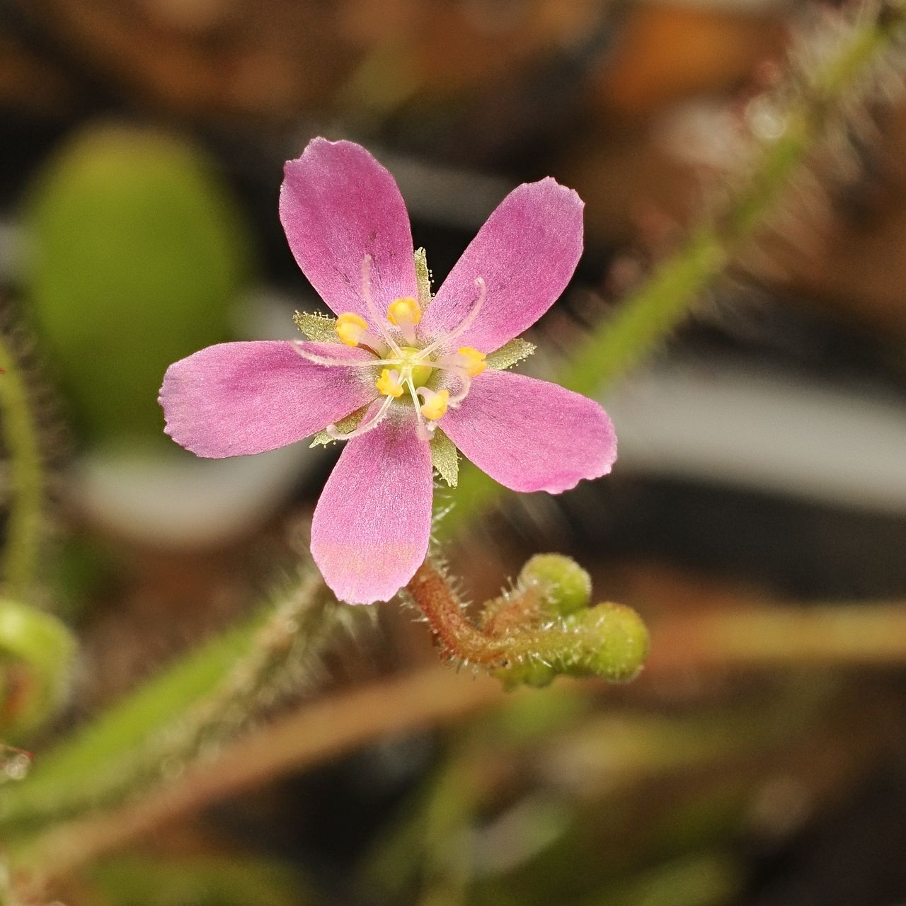 Drosera aquatica