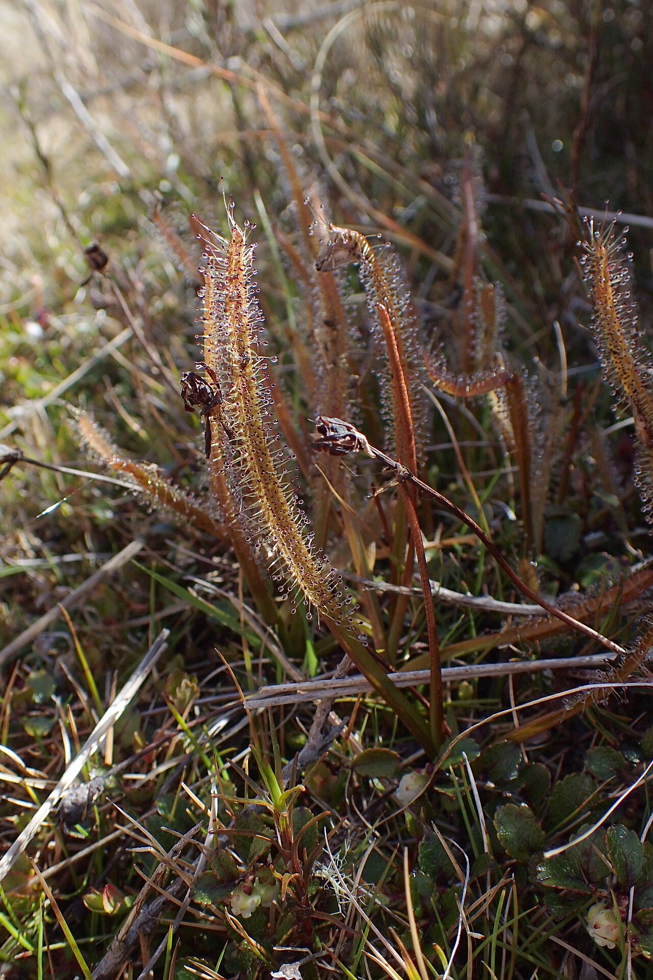 Drosera arcturi