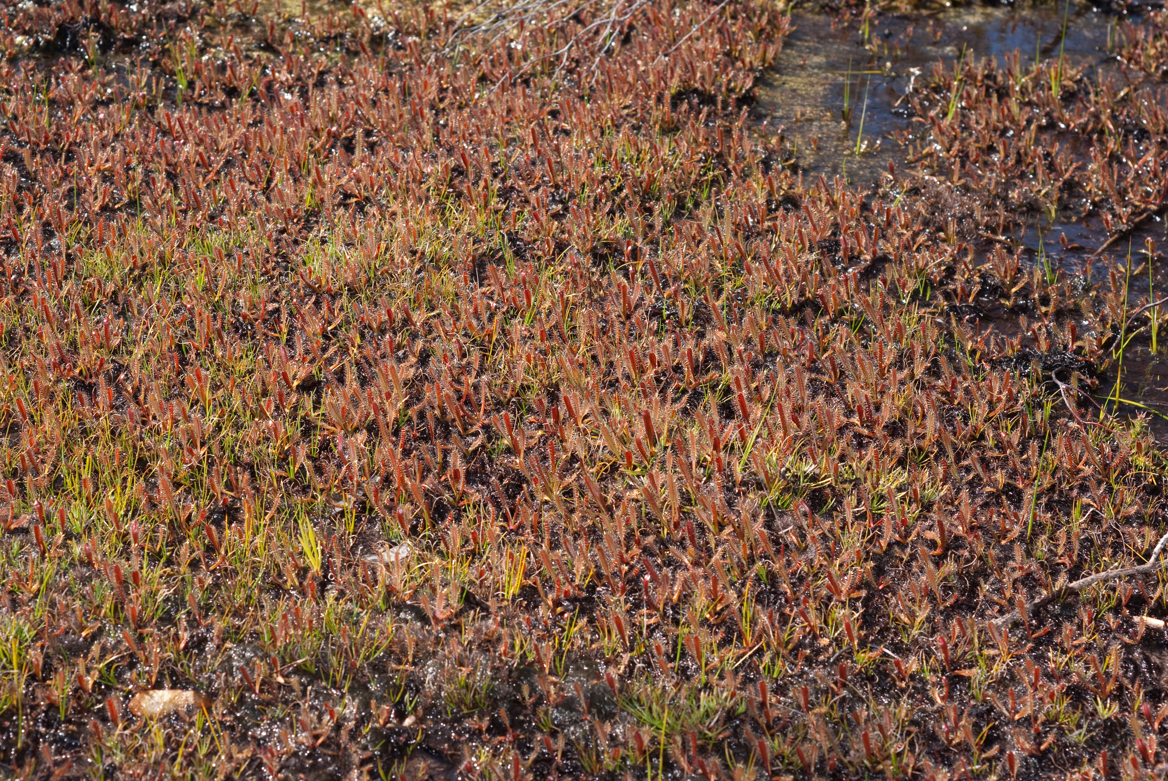 Drosera arcturi — el hábitat