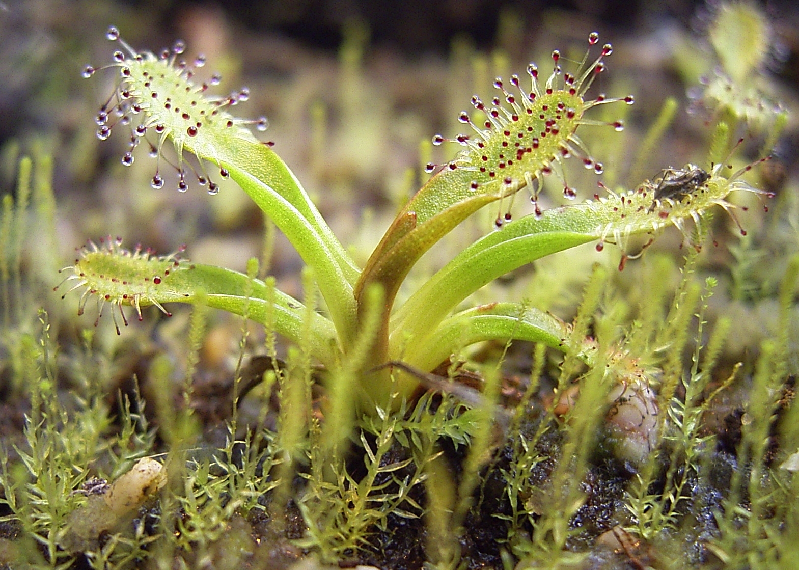 Drosera arcturi — la trampa de cerca