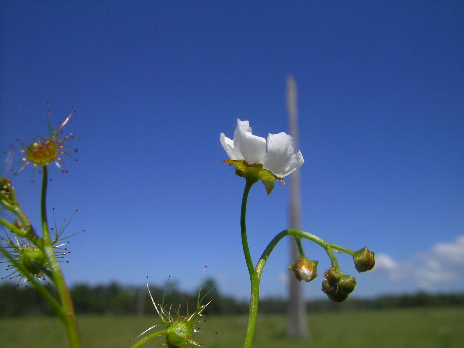 Drosera auriculata — de bloem