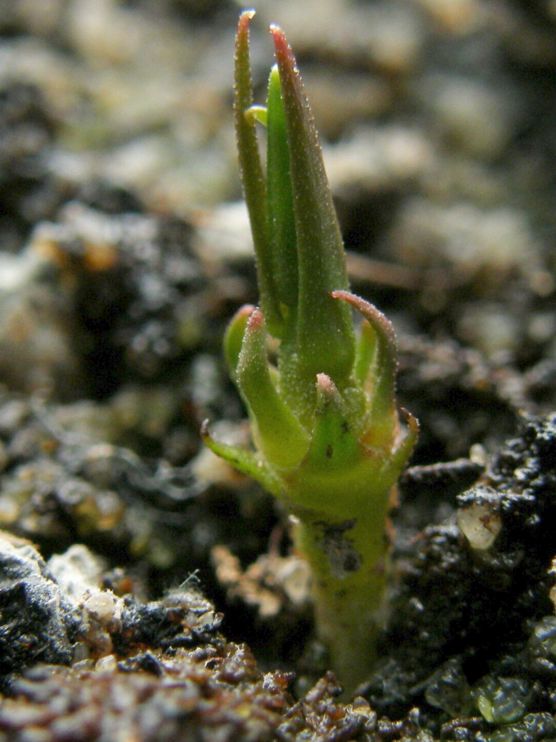 Drosera auriculata