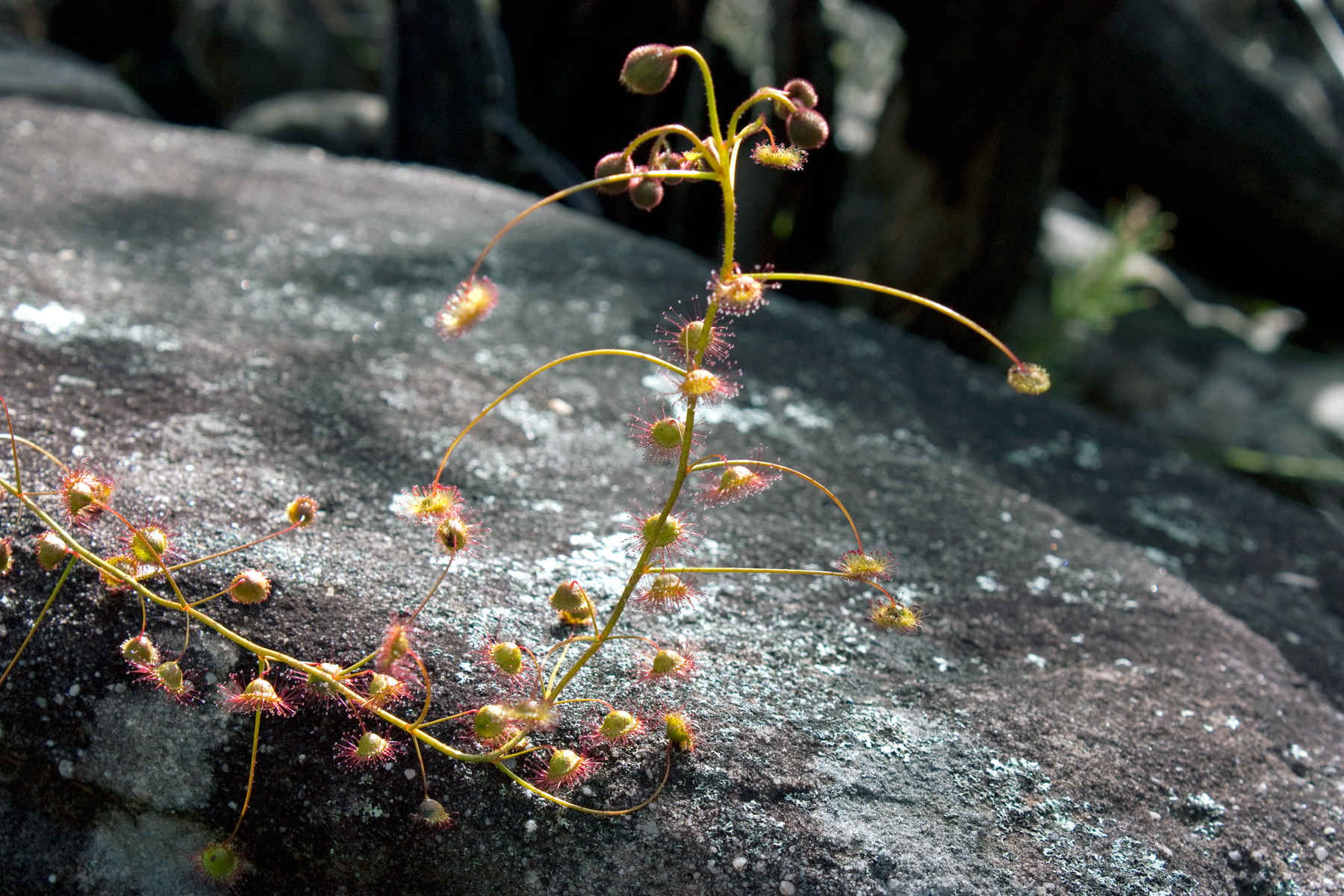 Drosera auriculata — de standplaats