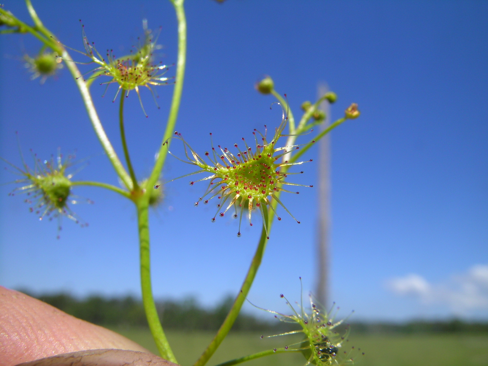 Drosera auriculata — de val van dichtbij