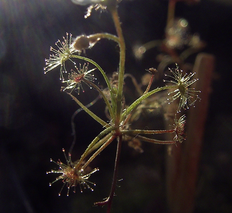 Drosera banksii — de val van dichtbij