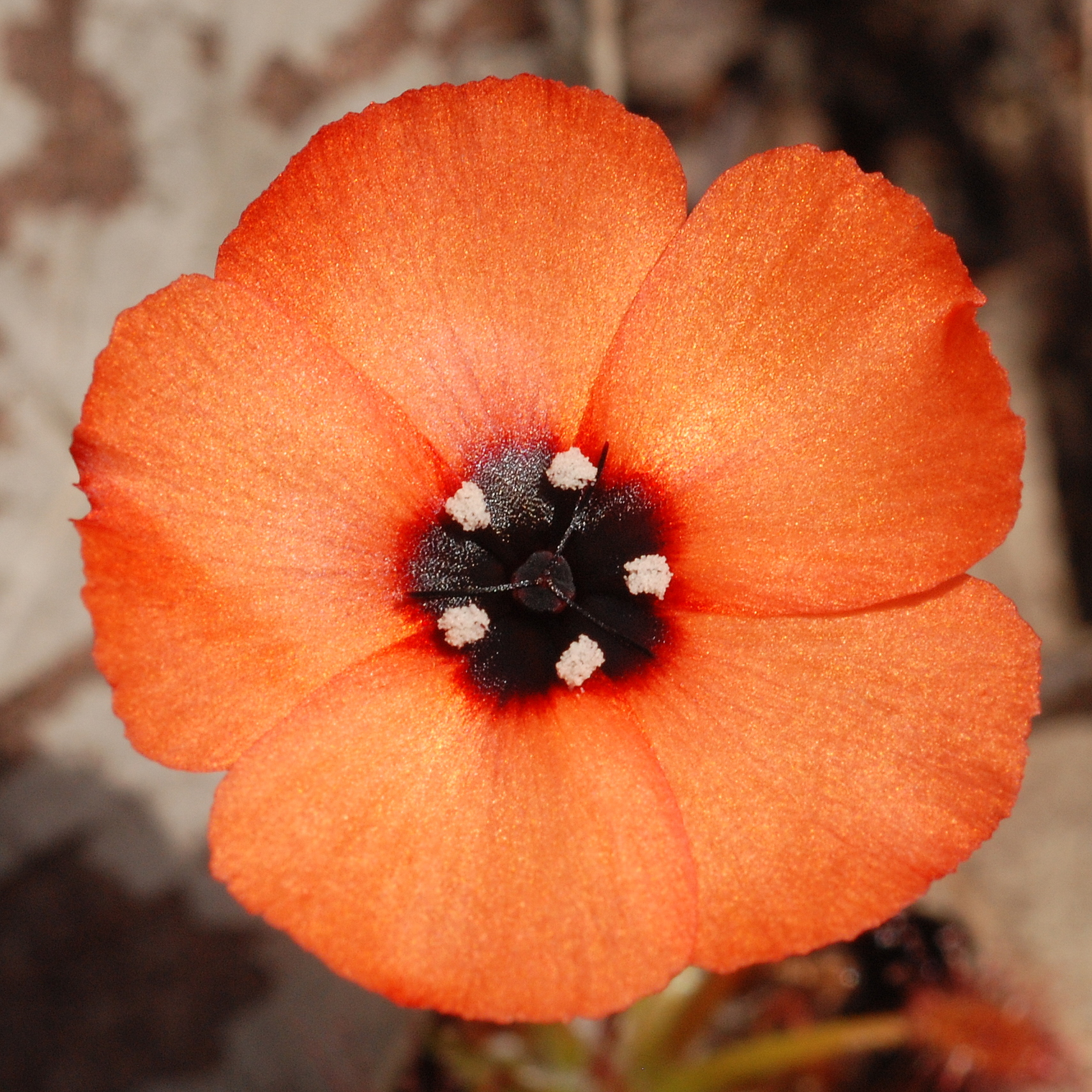 Drosera barbigera — de bloem