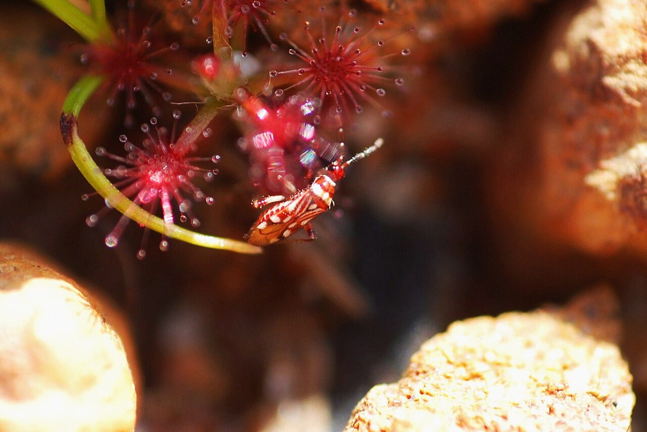 Drosera barbigera