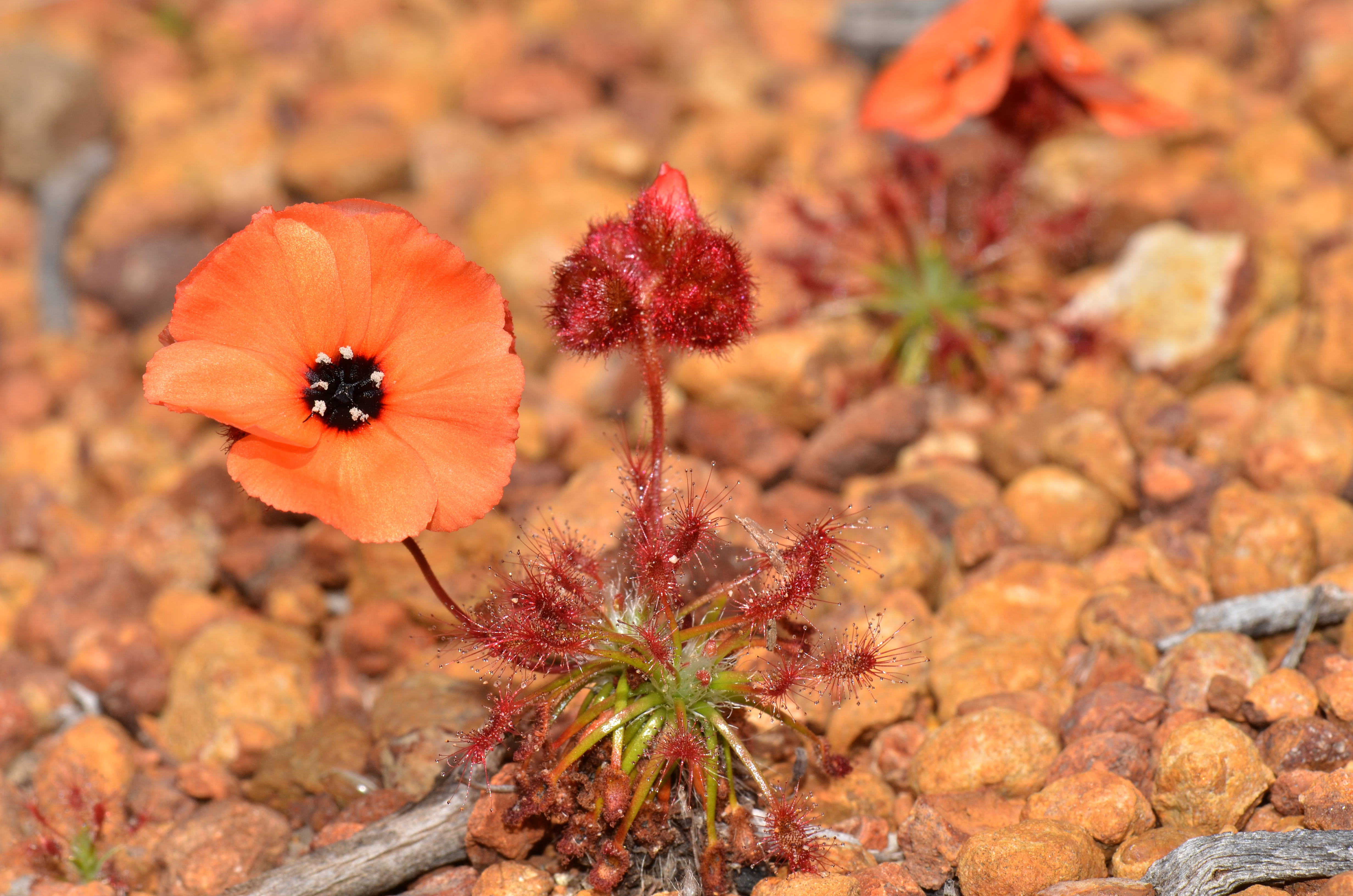 Drosera barbigera — de standplaats