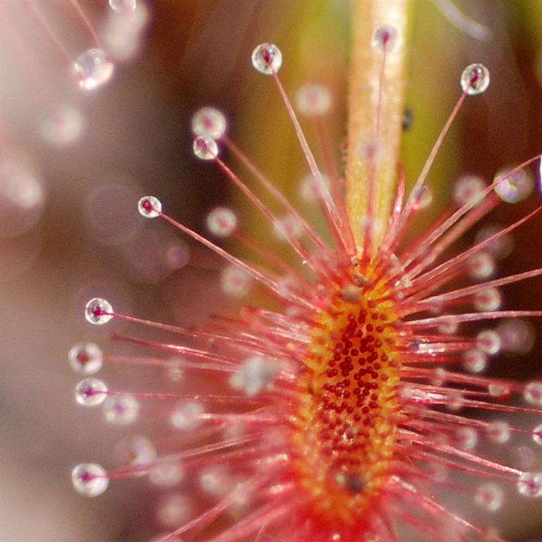 Drosera barbigera — de val van dichtbij